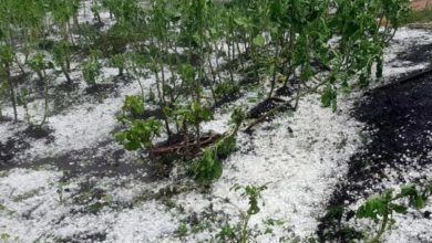 Chuva de granizo afeta a lavoura de café. (foto: EMATER MG)