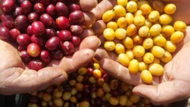 Concurso Regional de Qualidade dos Cafés Manhuaçu